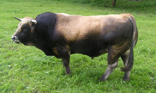 Casimir
