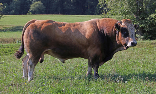 Toreg
