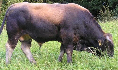 Verkaufstier 1