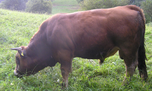 Verkaufstier 3