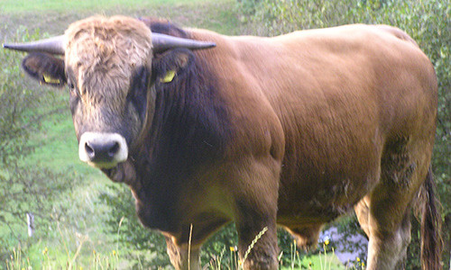Verkaufstier 2